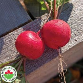 Annabel Organic Radish